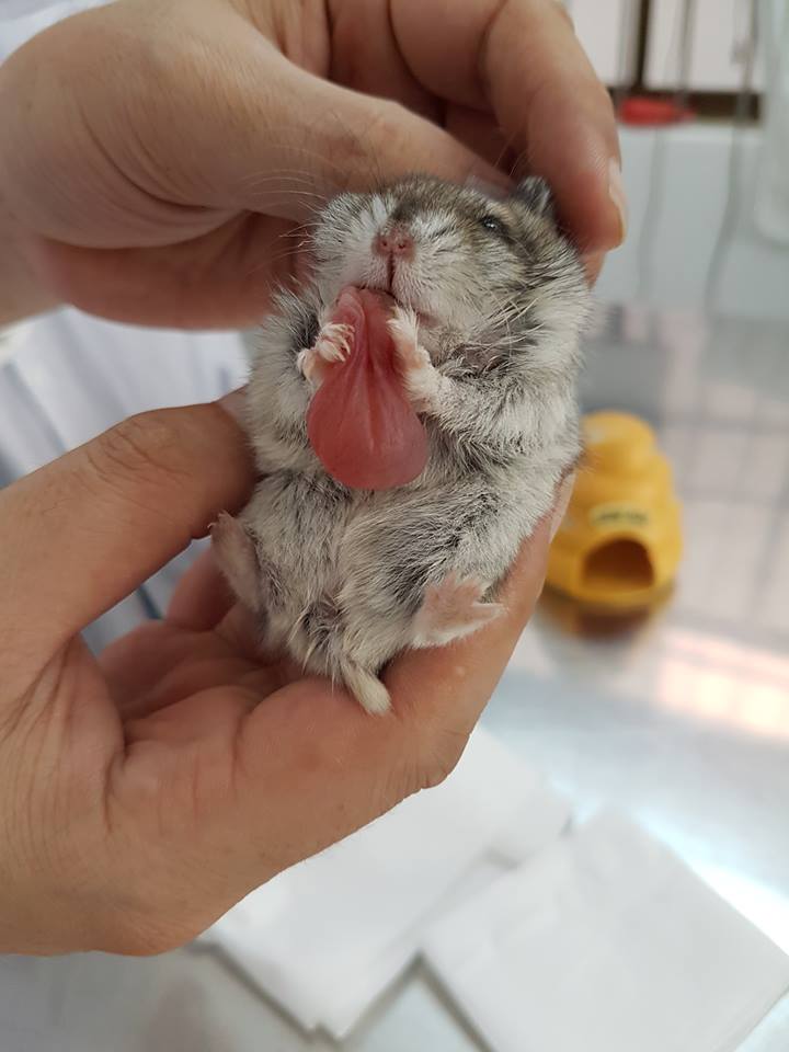 Hamster purse store